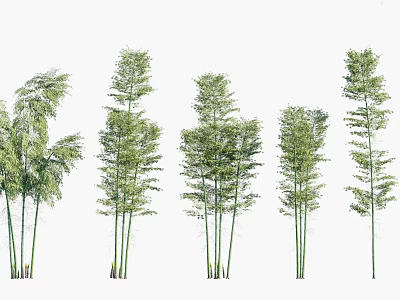 Different Bamboo Plant Varieties with Green Foliage and Tall Stems 3d model