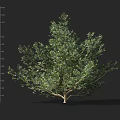 Lush Green Shrub With Dense Branches And 80cm Height Measurement Scale 3d model