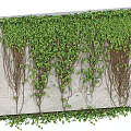 Green Vine Wall Decoration With Lush Leaves On Concrete Background