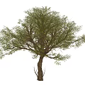 landscape tree big tree 3d model