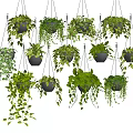 Lush Hanging Basket Plants With Various Greenery In Decorative Pots For Home Decor