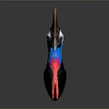 Cassowary Head Isolated With Brown Casque Blue And Red Neck On Dark Background