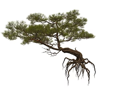 Pine Tree With Curved Trunk Exposed Roots And Green Foliage 3d model