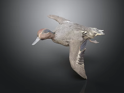 Flying Duck With Brown And Gray Feathers Against Dark Background 3d model