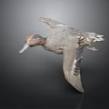 Flying Duck With Brown And Gray Feathers Against Dark Background
