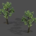 Two Arbor Trees With Lush Green Foliage And Brown Trunks In Natural Growth Form