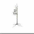 Tall Single Tree With Straight Trunk Green Leaves Branches And Exposed Roots
