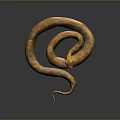 Brown Coiled Reptile Snake With Scaled Skin On Dark Background