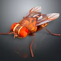 Polygonal Fly 3D Model with Large Red Eyes Transparent Wings and Detailed Legs