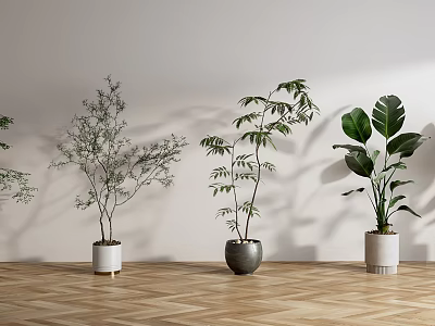 Plant Bonsai Green Plant Cream Wind Plant 3d model