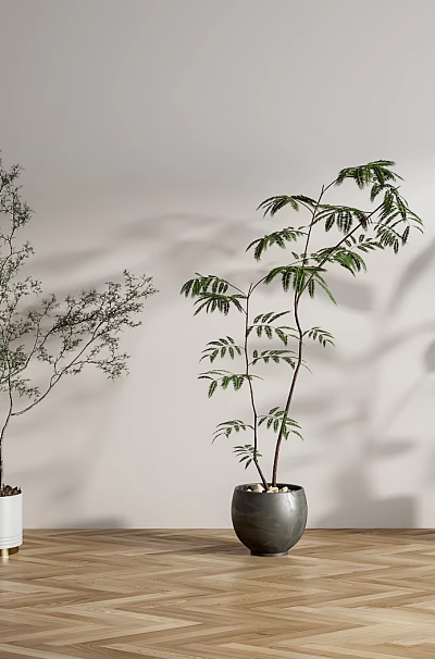 Bonsai Potted Plants Featuring Different Greenery In White Grey Pots On Wooden Floor Light Wall 3d model