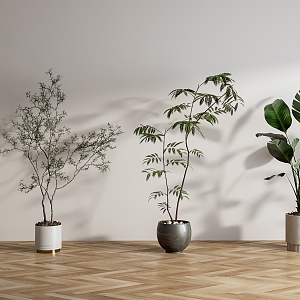 Plant Bonsai Green Plant Cream Wind Plant 3d model