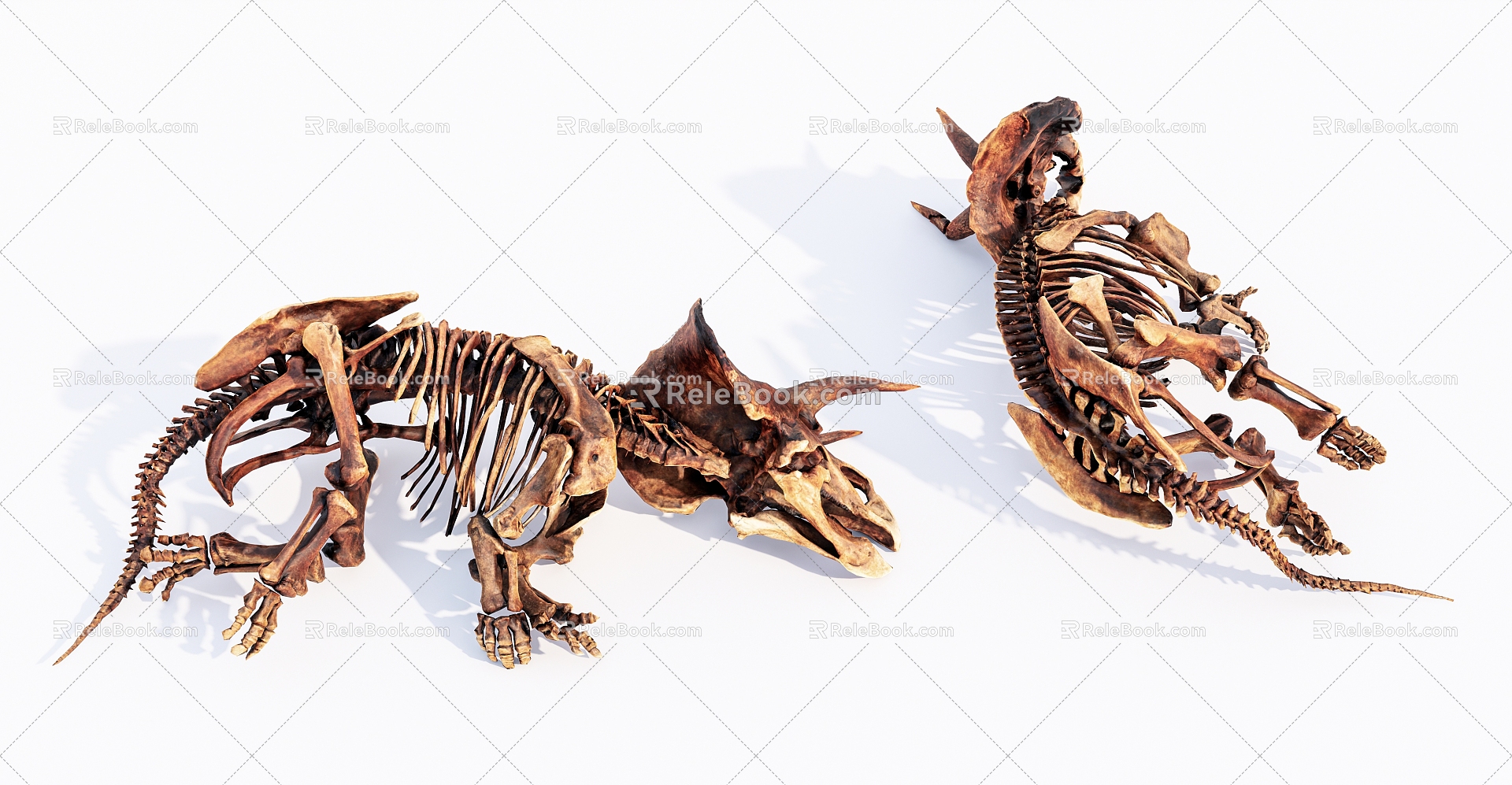 Modern skeleton dinosaur Triceratops skeleton 3d model