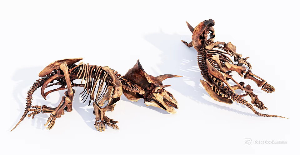 Brown Triceratops And Tyrannosaurus Rex Dinosaur Skeletons On White Background 3d model 