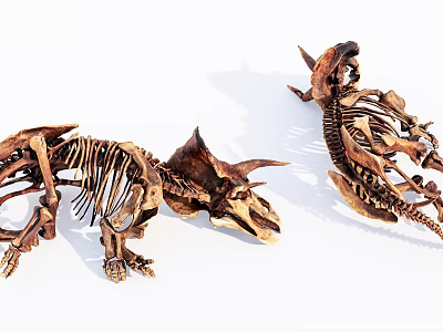 Brown Triceratops And Tyrannosaurus Rex Dinosaur Skeletons On White Background 3d model