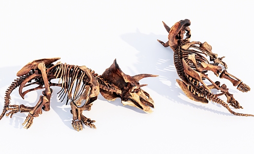 Modern skeleton dinosaur Triceratops skeleton 3d model