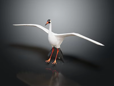 White Crane With Spread Wings Standing On Black Surface Gray Gradient Background 3d model