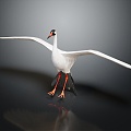 Modern Crane White Stork Birds 3d model