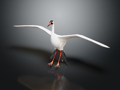 Modern Crane White Stork Birds 3d model