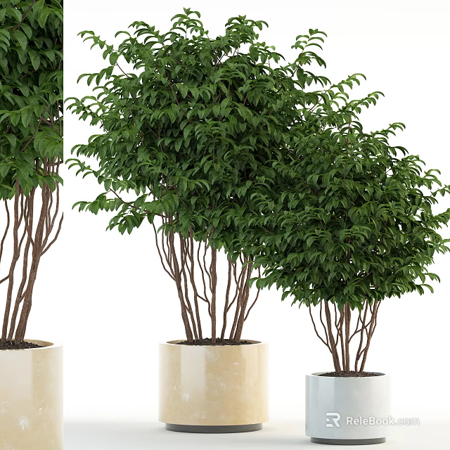 Lush Green Bonsai Potted Plants With White Pots And Decorative Foliage 3d model 