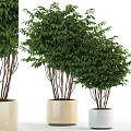 Lush Green Bonsai Potted Plants With White Pots And Decorative Foliage