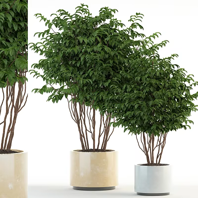 Lush Green Bonsai Potted Plants With White Pots And Decorative Foliage 3d model