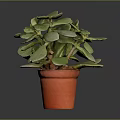 Succulent Plant With Green Leaves In Orange Pot On Grey Background