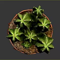 Green Multi Stemmed Cactus Plant in Red Pot for Indoor Decoration