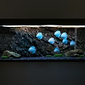 Aquarium Fish Tank Aquascape Design With Blue Fish Rock Background And Green Aquatic Plants