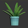 Green Aloe Plant with Green Leaves and White Spots in Blue Pot on Dark Background
