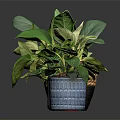 Beautiful Indoor Potted Plants With Green Variegated Leaves And Stylish Ceramic Planters