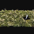 Lush Green Shrubs With White Flowers Enhancing Outdoor Garden Landscape Design