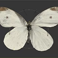 White Butterfly With Brown Spotted Wings Displaying Delicate Patterns And Natural Reflection 3d model