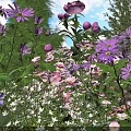 Vibrant Garden With Purple Pink And White Blooming Flowers And Green Foliage