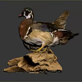 Two Colorful Wood Ducks Perched On A Wooden Log With Detailed Feathers