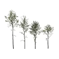Four Tall Trees With Lush Green Leaves And Slender Trunks