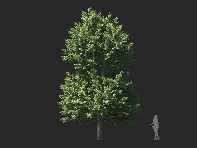 Tall Arbor With Lush Green Foliage And Human Silhouette Against Dark Background 3d model