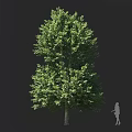 Tall Arbor With Lush Green Foliage And Human Silhouette Against Dark Background