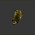 Brown and Yellow Shelled Turtle on Gray Background Detailed Reptile