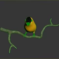 Yellow and black headed bird with red beak perched on tree branch in gray background
