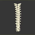 White Human Spine Anatomical Model With Detailed Structure On Dark Background 3d model