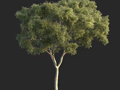 Lush Green Arbor With Dense Foliage And Straight Trunk Against Black Background 3d model