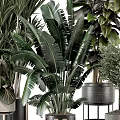 Various Potted Plants with Large Green Leaves Small Trees and Ceramic Metal Pots for Indoor Decor