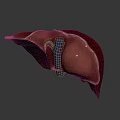 Human Liver Abdominal Organ 3D Rendering Showing Anatomical Structure Details