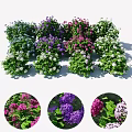 Colorful Flower Bushes With Purple Pink White Blue Blooms And Green Leaves For Garden Decor