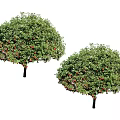 Two Lush Trees With Green Leaves And Red Fruits On Black Trunks