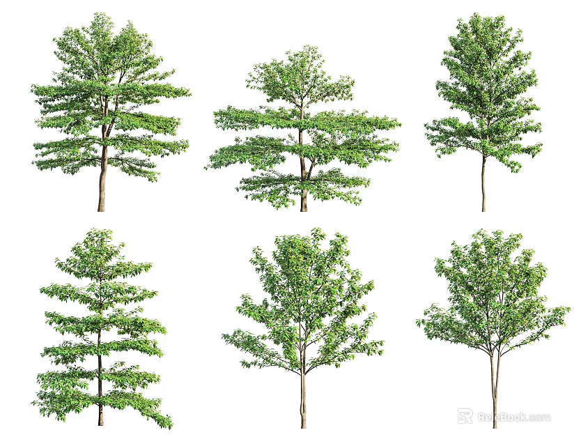 Different Arbor Trees with Lush Green Foliage and Various Trunk Shapes 3d model