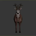 Detailed Red Deer With Large Antlers Standing Isolated On Gray Background