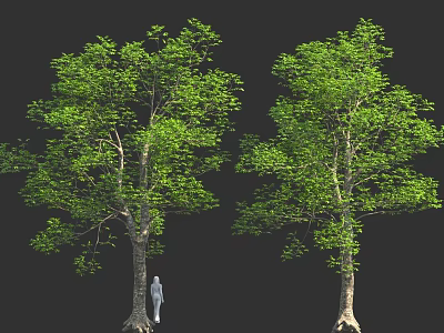 Two Large Green Trees With Thick Trunks And Small Human Figure On Black Background 3d model