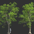 Two Large Green Trees With Thick Trunks And Small Human Figure On Black Background